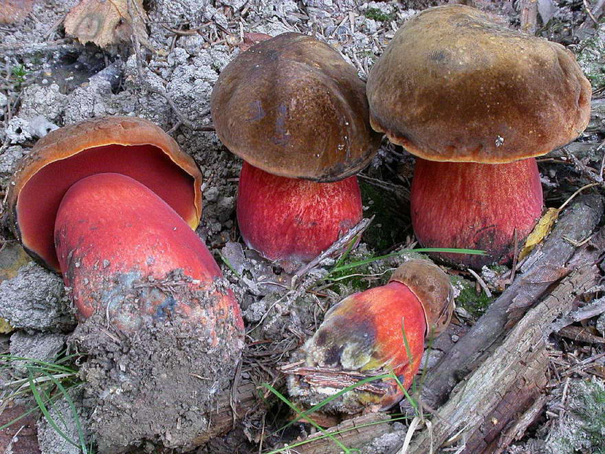 Как выглядят грибы поддубники фото описание